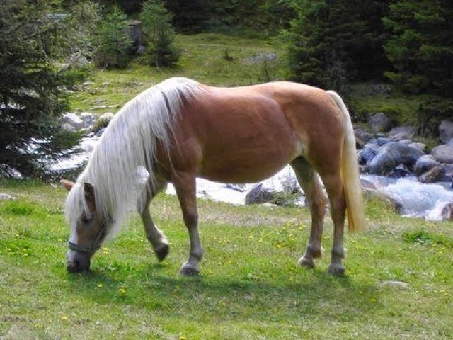 Cavalo Haflinger