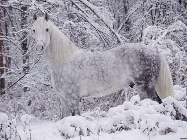 Cavalo Trotador de Orlov