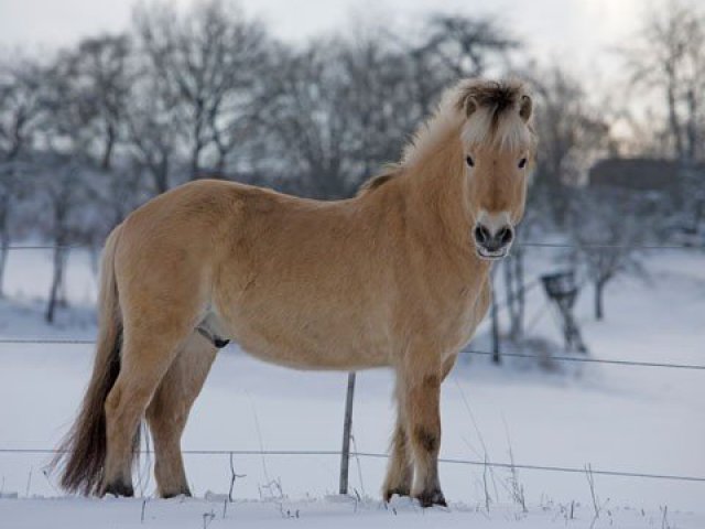 Cavalo norueguês