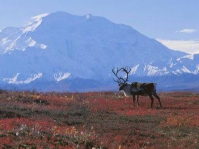 Existem 3 tipos de tundra, tundra artica, tundra alpina e tundra Antártica