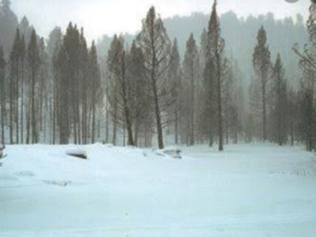 Na taiga,o solo descongelar por completo no verão permitido a formação de florestas aciculifoliadas e há migração de animais de grande e médio porte