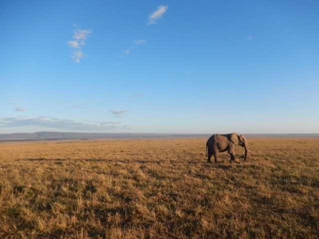 A fauna é variável mais em geral abriga mamíferos com hábito de vivências isolada(sozinhos)