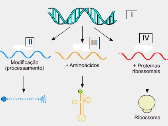 I - RNAm
II- DNA
III- RNAr
IV- RNAt