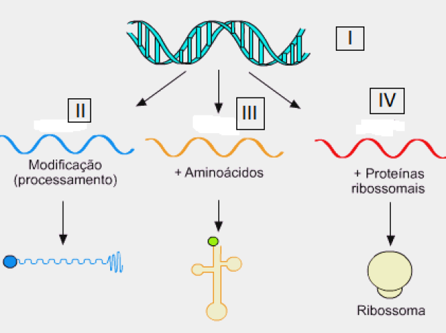 I - RNAm
II- RNAt
III- RNAr
IV- DNA