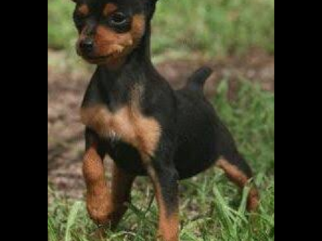 Pinscher