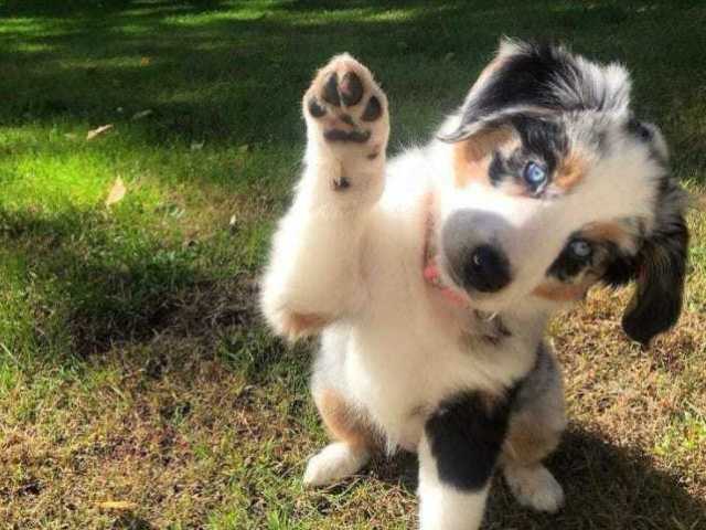Cachorro