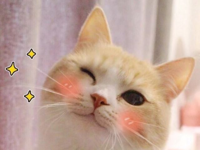 Gato!