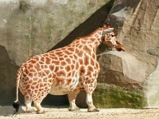 Girafa