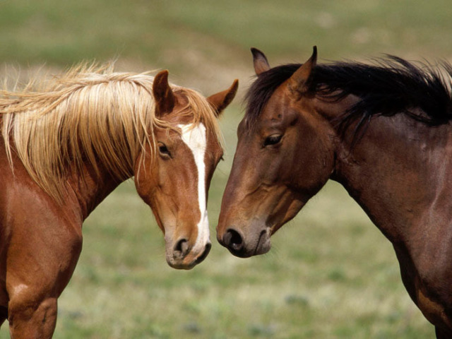 um cavalo