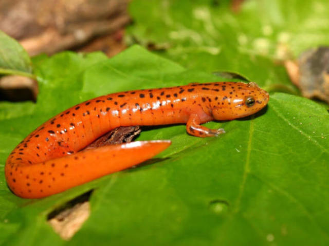 Salamandra-de-fogo