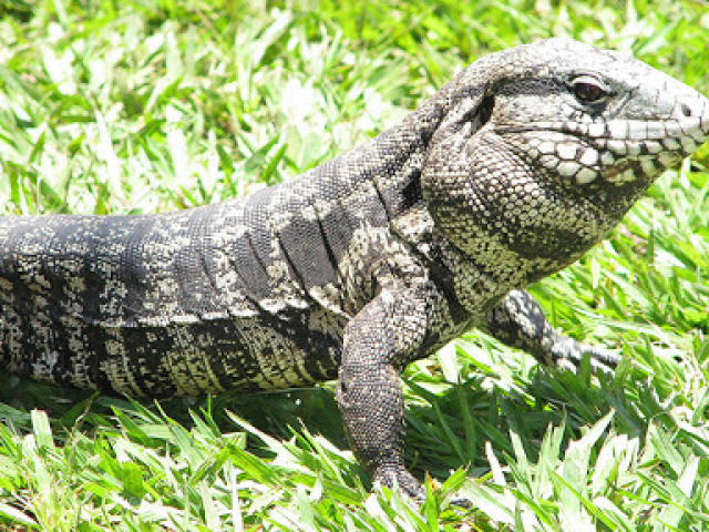 lagarto