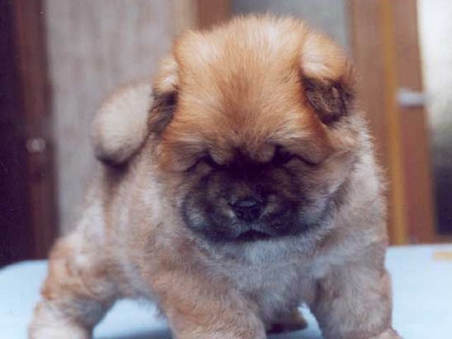 Chow-Chow