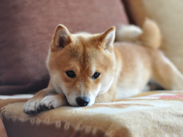 Shiba