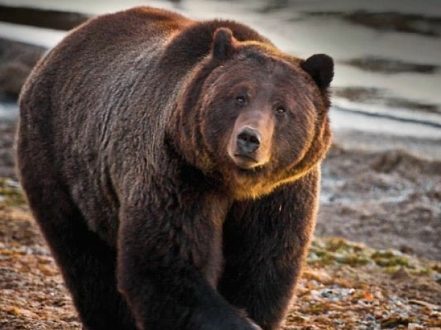 Urso,fofos e lindos!