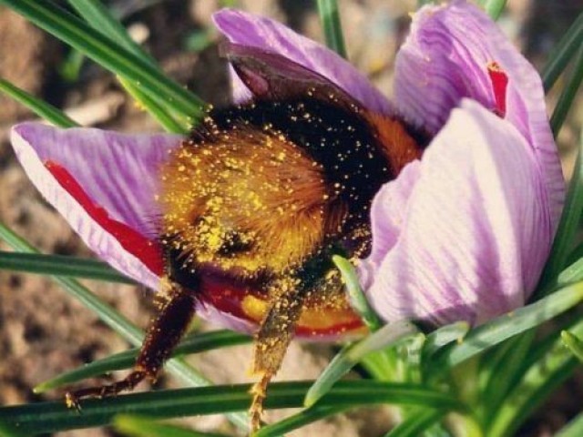 Abelhas,lindas e magestosas!