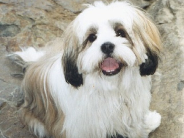 lhasa