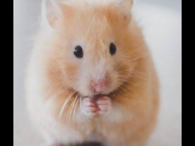 Hamster