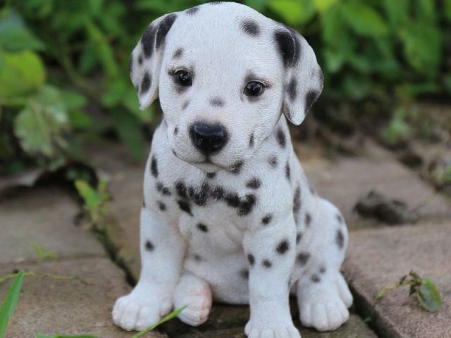 dalmata