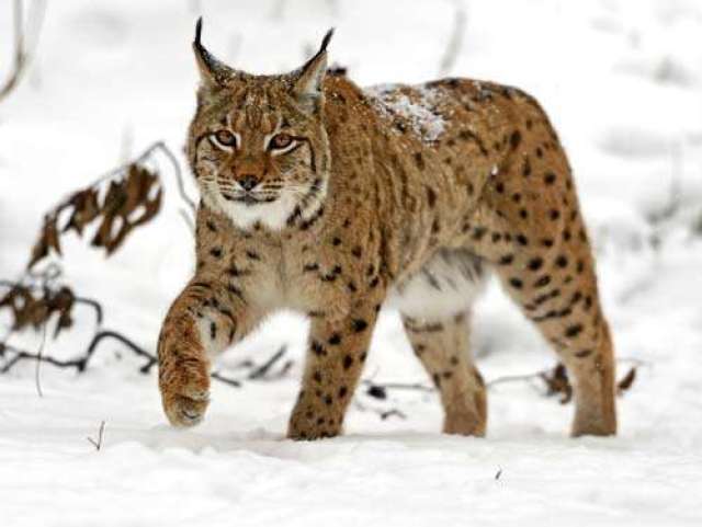 Lince