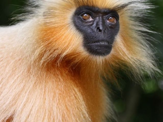 Trachypithecus geei