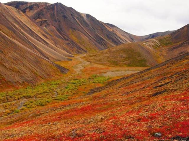 A vegetação do Deserto é composta por Trundas.