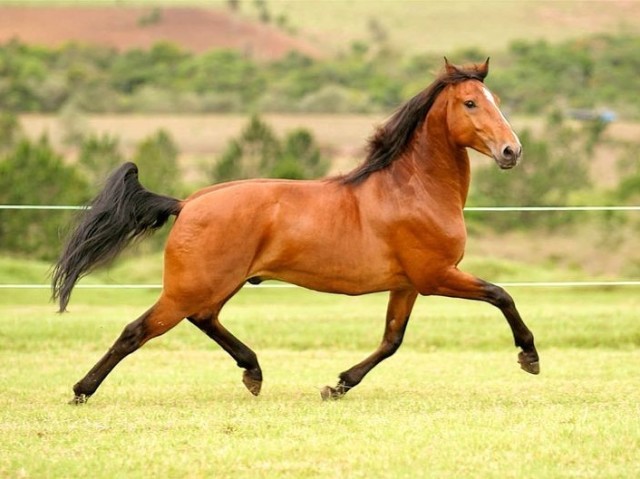 🏇 cavalo