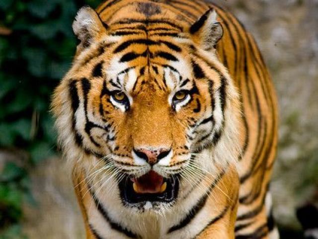 Tigre