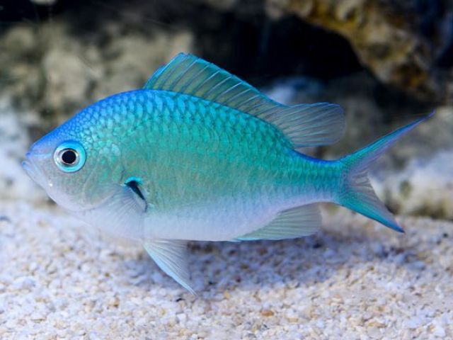 Peixe