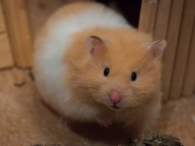 Hamster