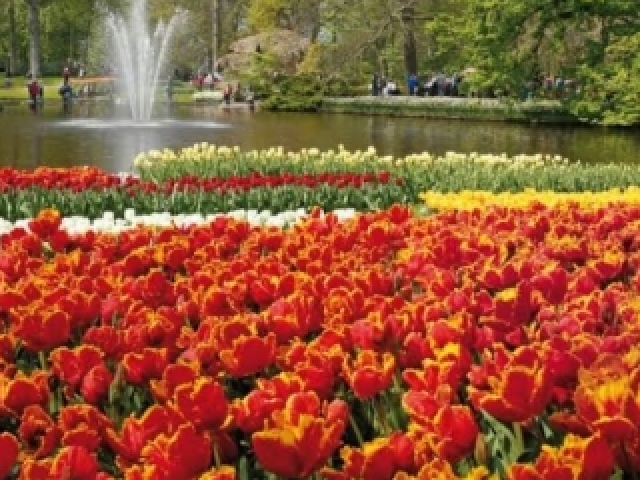 Keukenhof, Holanda