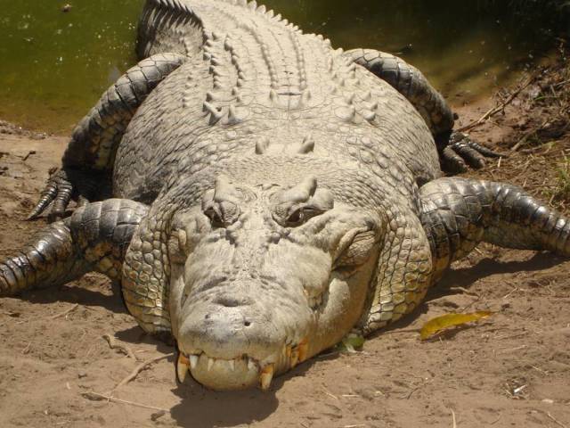 crocodilo