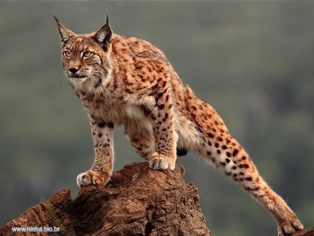 Lince