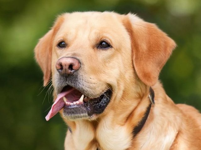 Cachorro