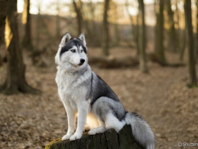 Husky Siberiano