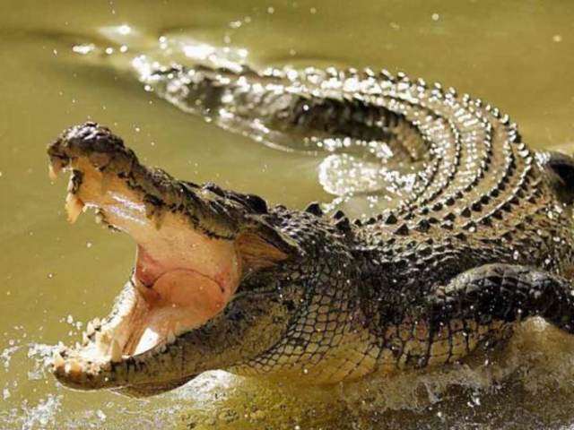Crocodilo