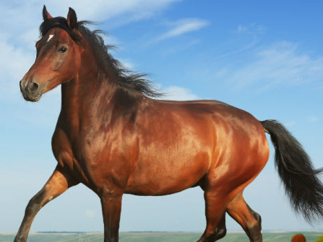 Cavalo