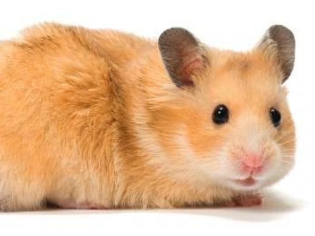 Hamster