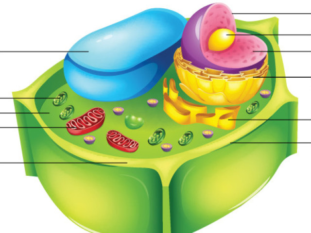 Célula Vegetal