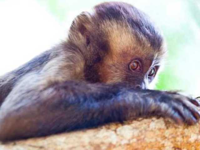 macaco