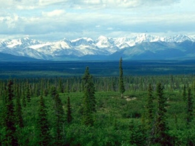 Taiga