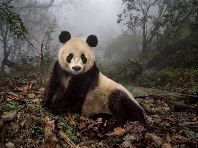 Panda