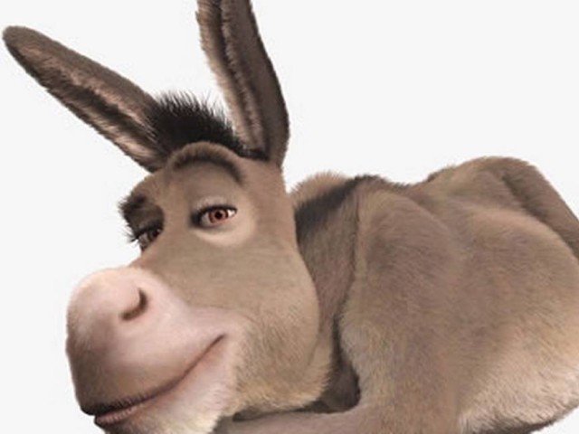 Burro