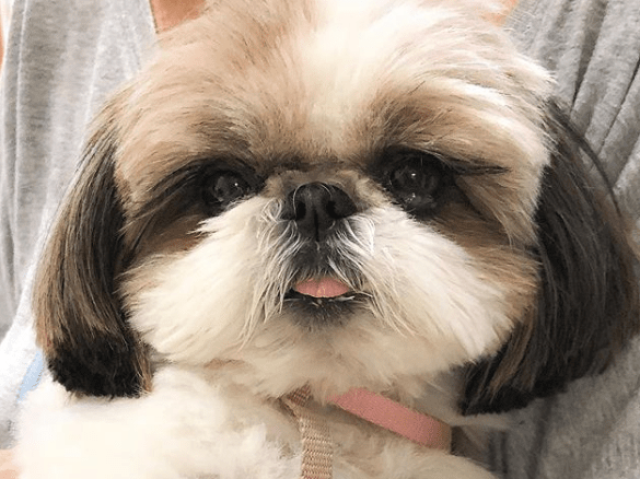 Shihtzu