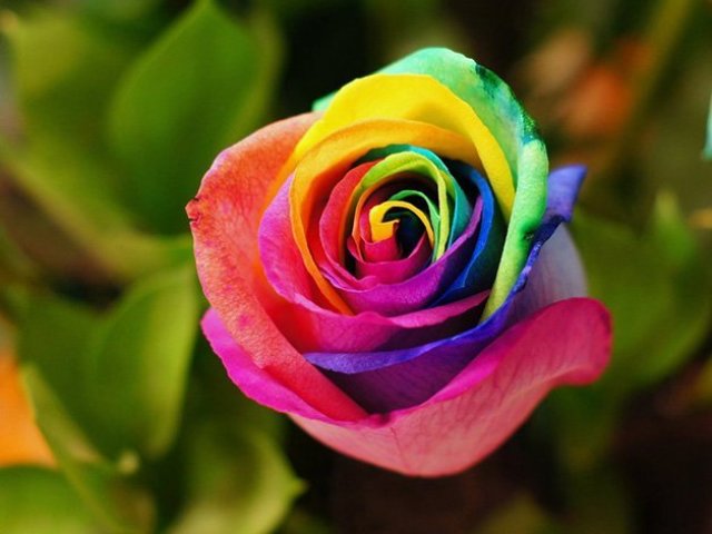 1-rosa colorida