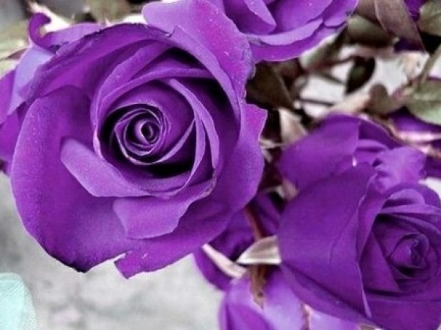 5-rosas roxas