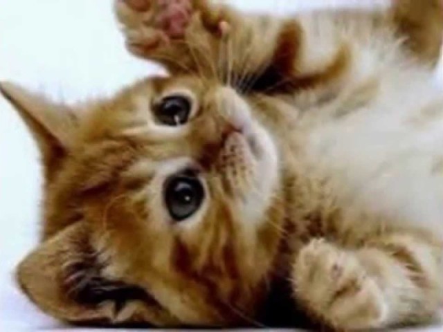 2-ou um gatinho