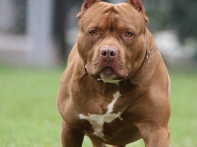 Pit bull