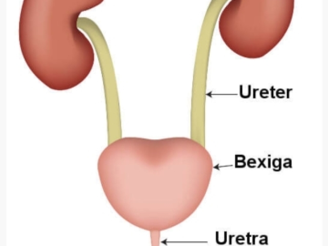 Do rim à bexiga