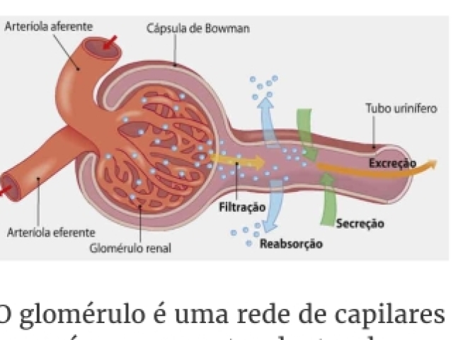 De filtração, processo que ocorre no túbulo renal.