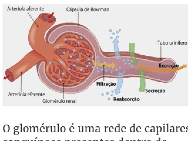 De filtração, onde parte do plasma contido nos capilares do glomérulo sai para a cápsula renal.